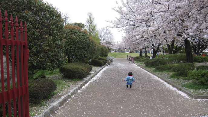 桜に誘われて一人で歩く赤ちゃん