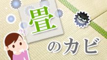 畳のカビを撃退しよう！予防と対策で湿気と戦う！