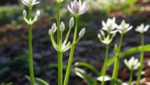 ノビル（野蒜）の栄養と食文化 野草としての特徴と調理のポイントを探る