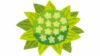 ふきのとうの栄養情報完全ガイド 調理別の栄養価変化と成分表から読み解くポイント ふきのとうの栄養情報完全ガイド 調理別の栄養価変化と成分表から読み解くポイント