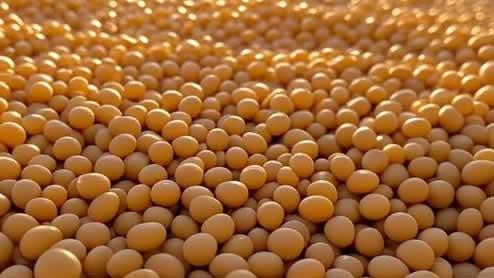 大豆の栄養で差がつく成分の特徴と効率的な摂取方法、毎日使える簡単レシピ公開